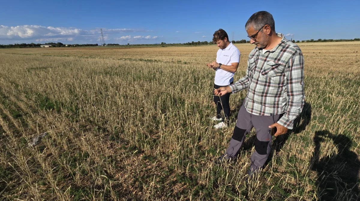 Sådan ser 600 hektar vinterhvede ud på grund af manglende regn og dermed ikke i stand til at betale for at blive høstet, konstaterer planteavler Javier Gracia (tv) og hans planteavlskonsulent Vicente Bodas i sidste uge.