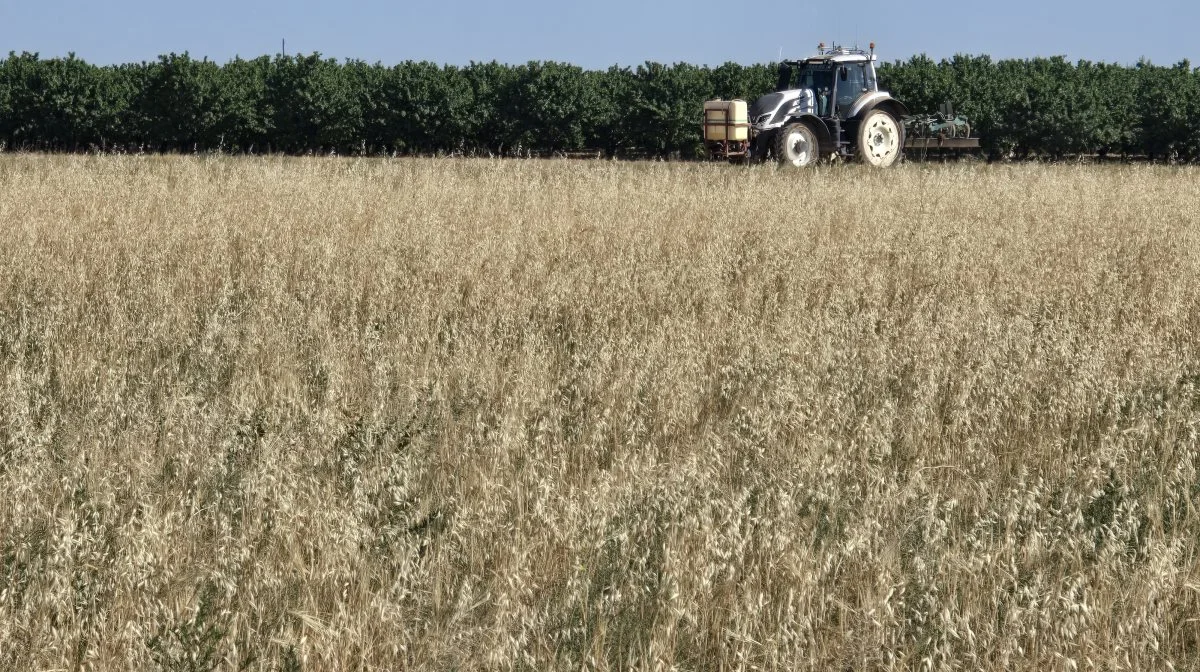 En anden bygmark i nabolaget (ikke de to brødre Garcias mark) viser et kæmpeproblem i Spanien med helt tilgroet i flyvehavre samtidig med meget få og lave bygplanter.