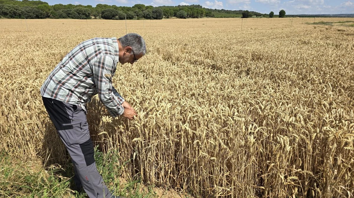 Planteavlskonsulent Vicente Bodas ser på en vandet hvedemark hos den spanske planteavler, der forventes at ligge nær de 10 t/ha i udbytte. Fotos: Jørgen P. Jensen