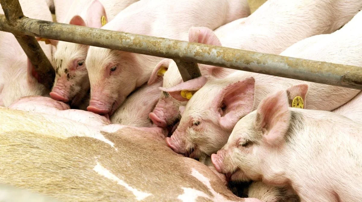 Konventionelle smågriseproducenterne er årets højdespringere som næsten har tredoblet driftsresultatet i 2023 i forhold til året før. Foto: Colourbox
