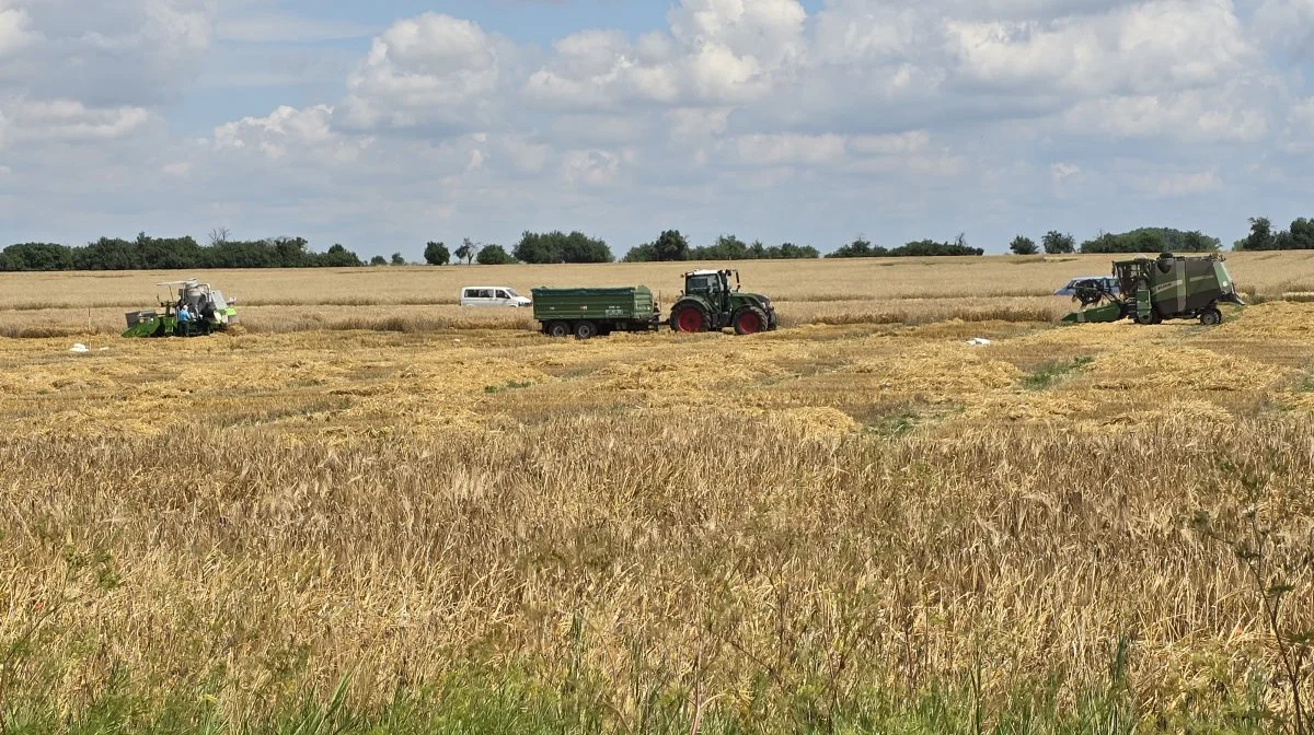 Torsdag var der gang i høsten på de tyske kornmarker. Her høstes der forsøg på det tyske landbrugrådgivningsselskab DLG's planteforsøgsgård ved Bernburg i Midttyskland.