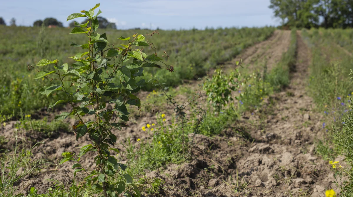 Syv arealer i Nordjylland har fået tilskud til at plante nye skove med blandede træarter og blomstrende skovbryn. Foto: Adam Grønne/Klimaskovfonden
