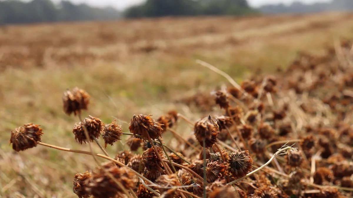 - Den eneste frøart, der i flere marker ser rigtig dårlig ud, er hvidkløver. De lave temperaturer giver uens modning og der er alvorlige angreb af skadedyr i en hel del hvidkløvermarker, oplyser Birthe Kjærsgaard, DLF.