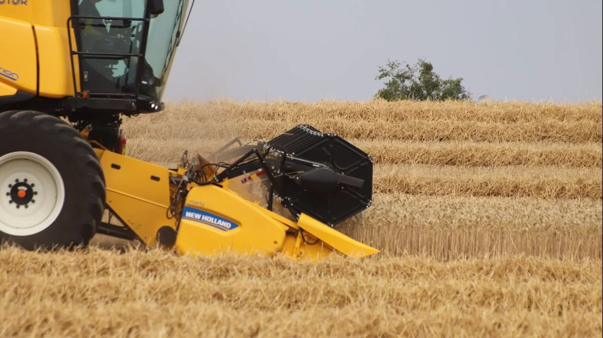 USDA's seneste rapport for juli måned, udgivet i fredags var prisnegativ for hveden, idet rapporten viste en stigning i forventningen til den globale produktion, forbruget, handlen og lagrene. Arkivfoto: Jørgen P. Jensen