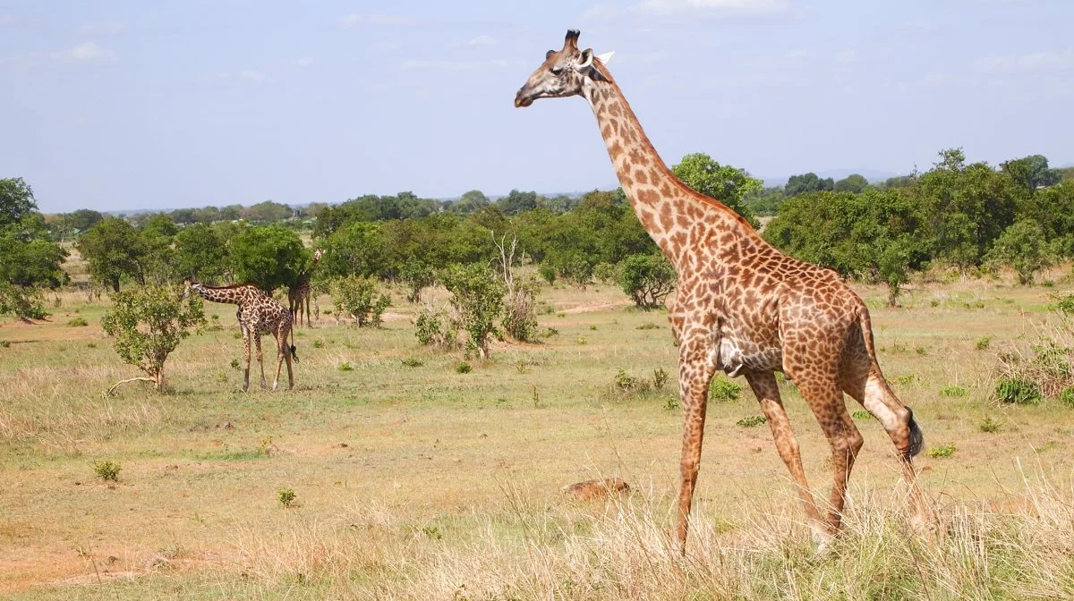 Der er et væld af de store, afrikanske dyr i nationalparkerne Tanzania som giraffer, løver, elefanter, zebraer og mange flere. De fleste af dem er der stor sandsynlighed for at opleve på studieturen.

