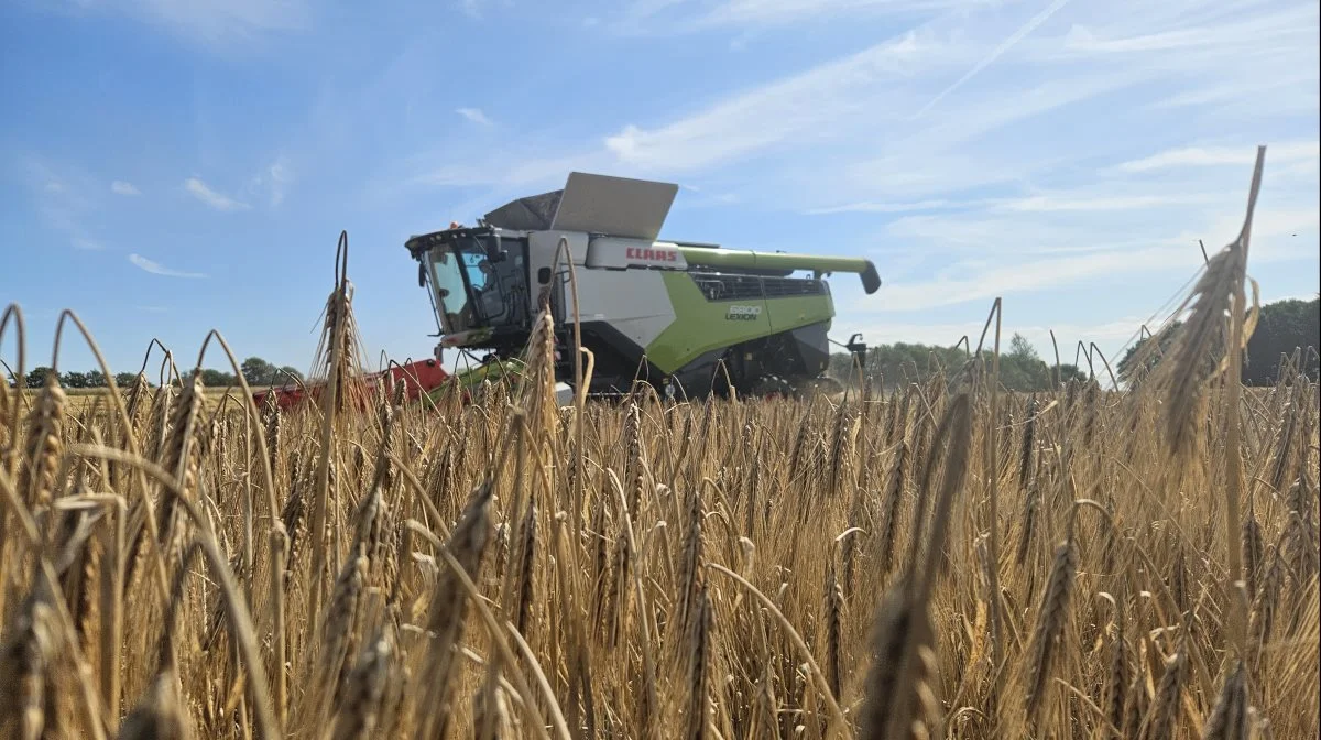 Hos Danish Agro har indtil videre set gennemsnitlige udbytter fra de jyske vinterbyg-marker. Foto: Christian Carus