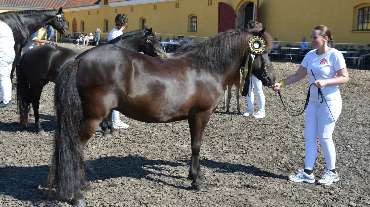 Titlen »Best In Show« gik til den 12-årige islænderhoppe Ólga frá Skeiðvöllum, der er ejet og udstillet af Nordhus v/Line K. Jeppesen, Odder.