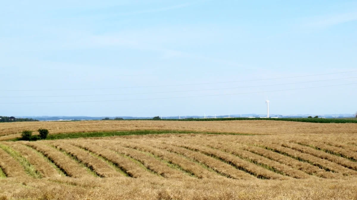 Der blev taget hul på høst af skårlagt raps især på Vestsjælland og Lolland/Falster i weekenden, fortæller markedschef Thomas Birger Jensen, Danish Agro. Enkelte steder blev der også høstet raps direkte. Arkivfoto