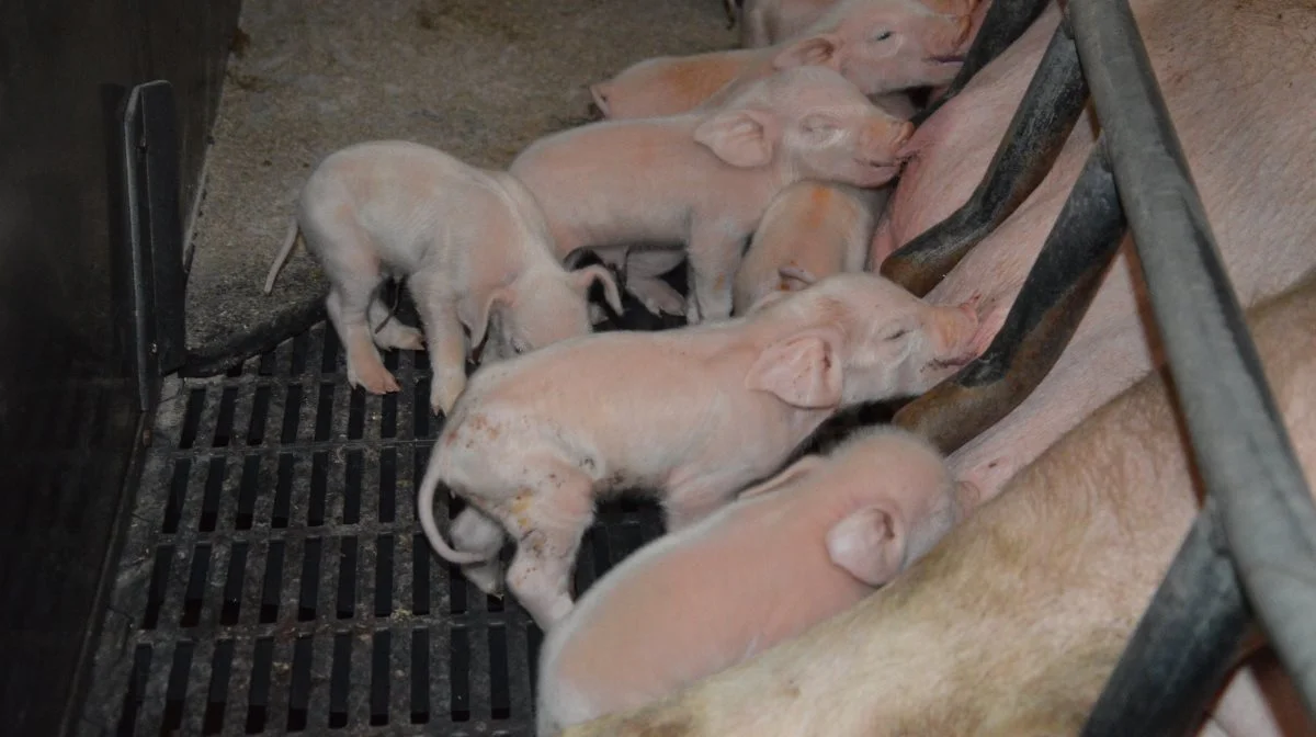 I mange kuld ses enkelte grise der er meget små og som i nogle tilfælde også er meget underudviklede. Foto: Camilla Bønløkke