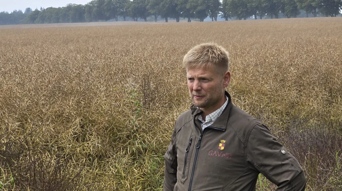 Det er Lars Rasmussens princip, at han høster rapsen første gang, at vandprocenten er under 9. - Så kører vi, selv om nogle vandprøver svinger op over 9 procent. Vi skal ikke løbe en risiko for, at den modne raps mister måske 20 procent i udbytte i stormvejr, siger han.
