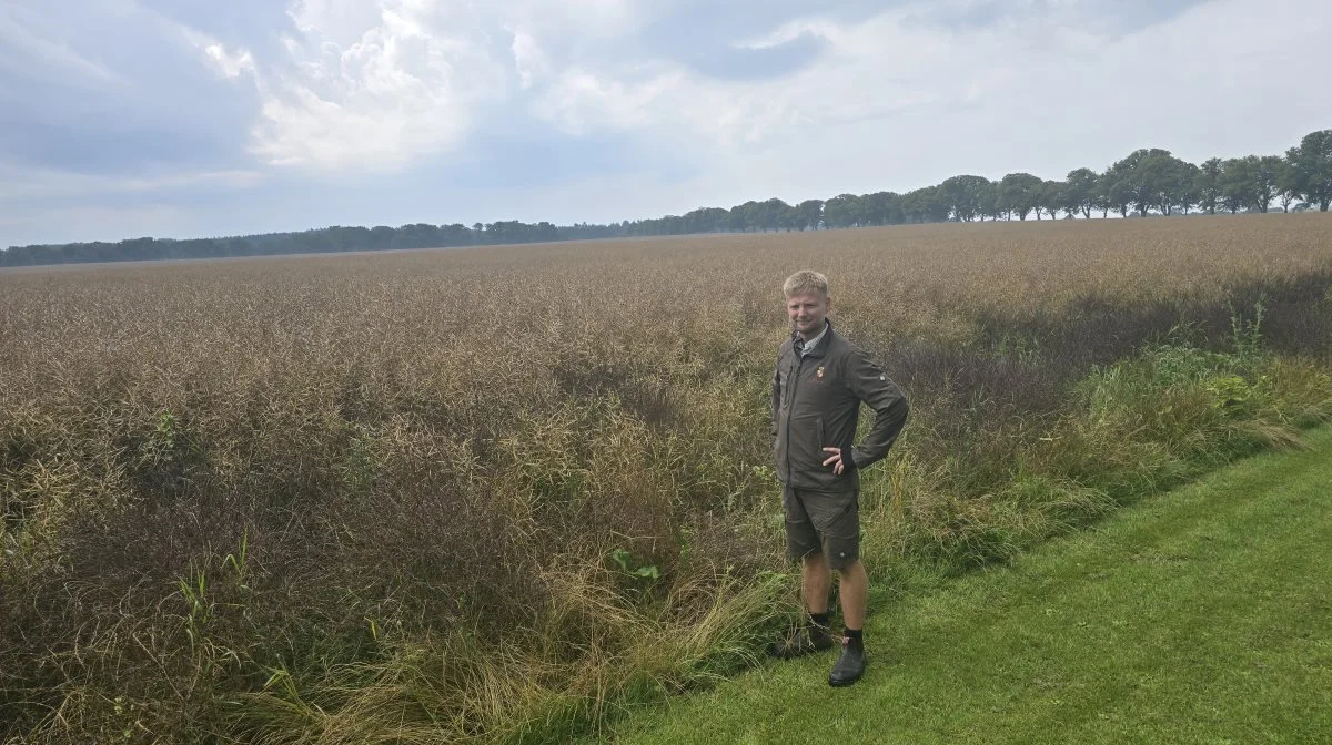 Resten af de i alt 160 hektar vinterraps på Gavnø, der endnu ikke er høstet, står rigtig godt. - Jeg vil ikke blive overrasket, hvis vi kommer over et middeludbytte her, vurderer Lars Rasmussen.