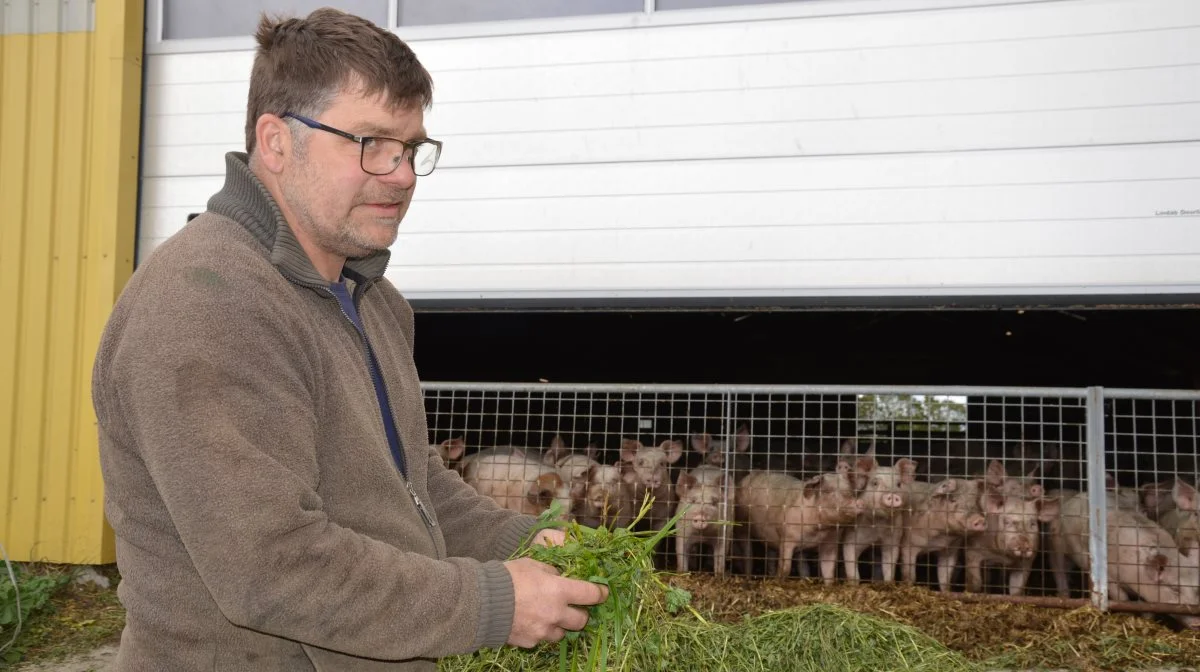 De gode erfaringer med friskt grønt fik Ole Lawaetz Olesen til også at prøve med friskt kløvergræs. 