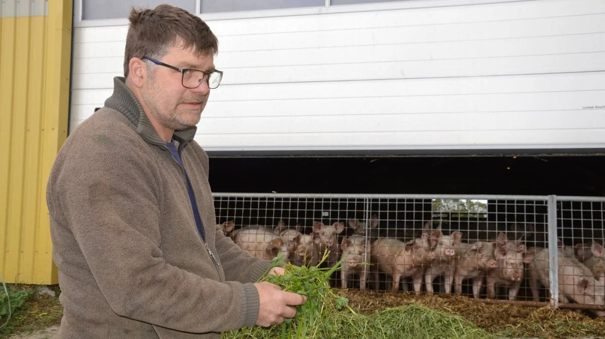 De gode erfaringer med friskt grønt fik Ole Lawaetz Olesen til også at prøve med friskt kløvergræs. 