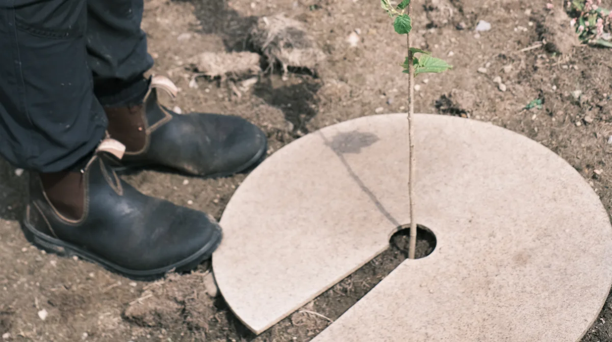 Nogle vil gerne have, at læhegnets beplantning tilgodeser vildtet, andre har fokus på insekterne, andre igen er optaget af, at det skal være smukt. Foto: Skovdyrkerforeningen Øerne 