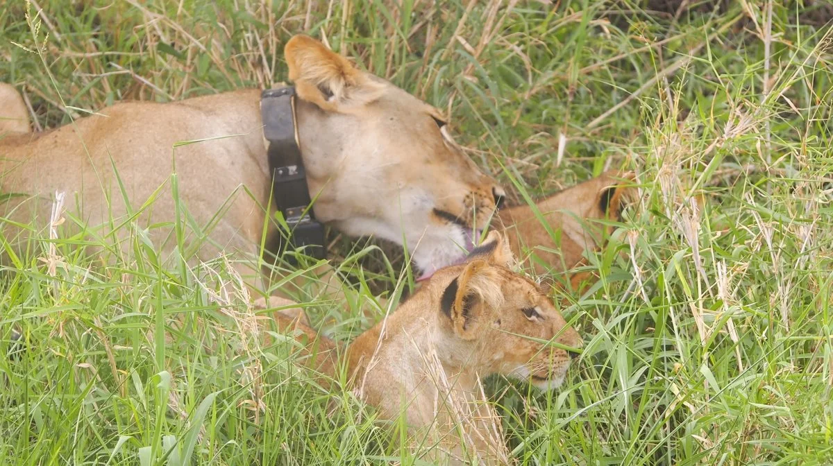 Tanzania har nationalparker med masser af de velkendte dyr i alle størrelser.