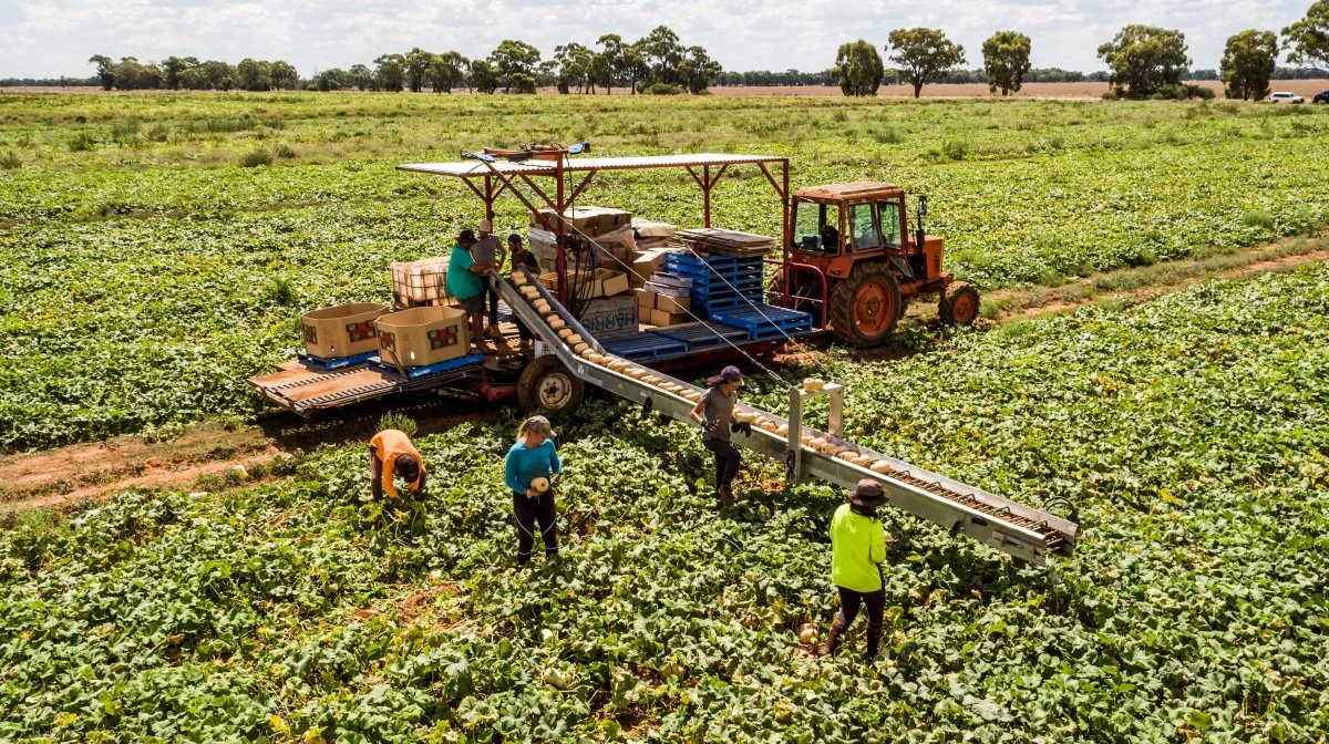 I Australien er der mange forskellige produktioner lige fra store planteavlsbrug til effektiv dyrkning af grønsager som her.