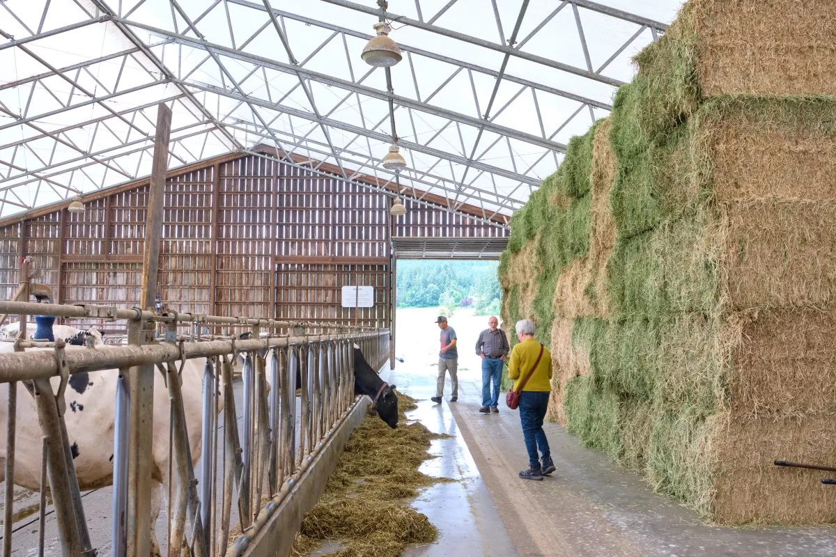 Et kig ind i stalden, hvor der samme morgen som besøget, var ankommet et træk med lucerne-hø fra Washington State i USA, som ligger lige syd for Vancouver Island. Høet koster cirka 2.200 kroner pr. ton leveret på gården.