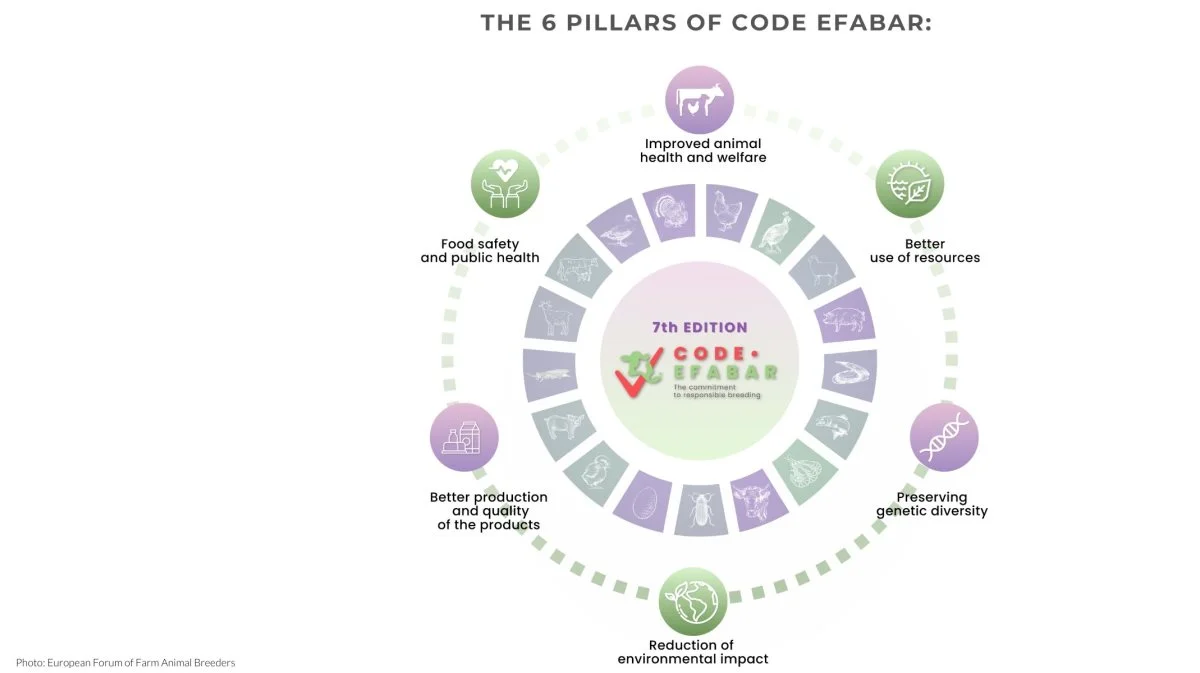 De seks grundprincipper i Code-EFABAR. Kilde: DanBred