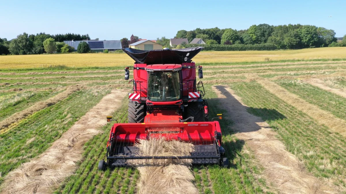 Den helt nye Case IH AF9 i gang med høst af skårlagt strandsvingel.