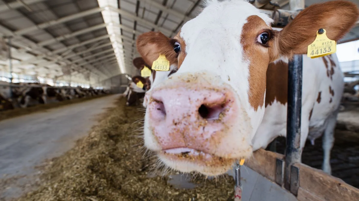 Der skal være plads til alle typer husdyr og produktionsformer i EU, mener den eueopæiske organisation Animal Task Force (ATF). Foto: Colourbox