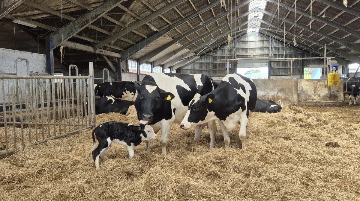 Seneste skud på stammen: halv Holstein – halv Hereford. 