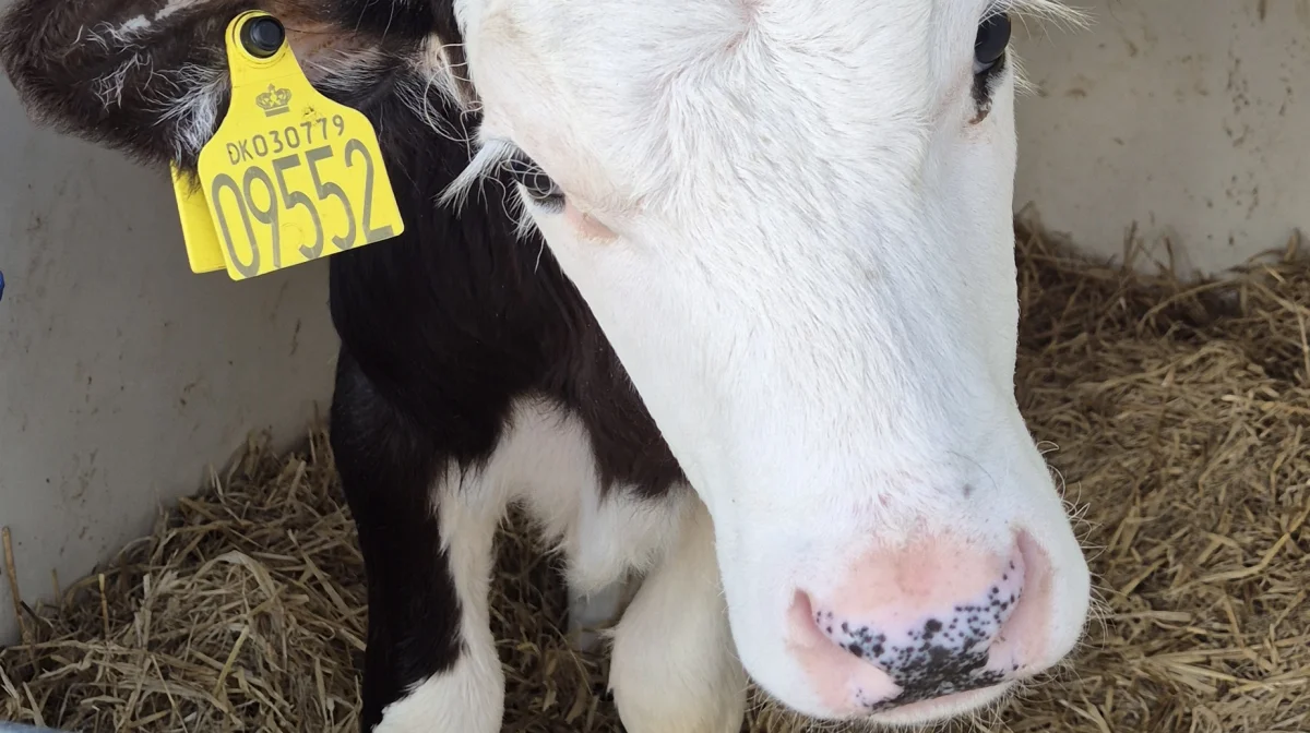 Managementen på bedriften er fuldstændig den samme, om man kommer til verden som holsteinkalv eller herefordkrydsning som denne.