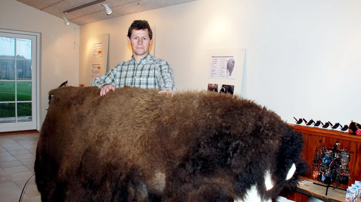 Niels Henrik Ove, der ejer Ditlevsdal Bisonfarm, fortæller til Fyens.dk, at han aldrig har set så mange engbrandbægere i sine folde som i år. Arkivfoto