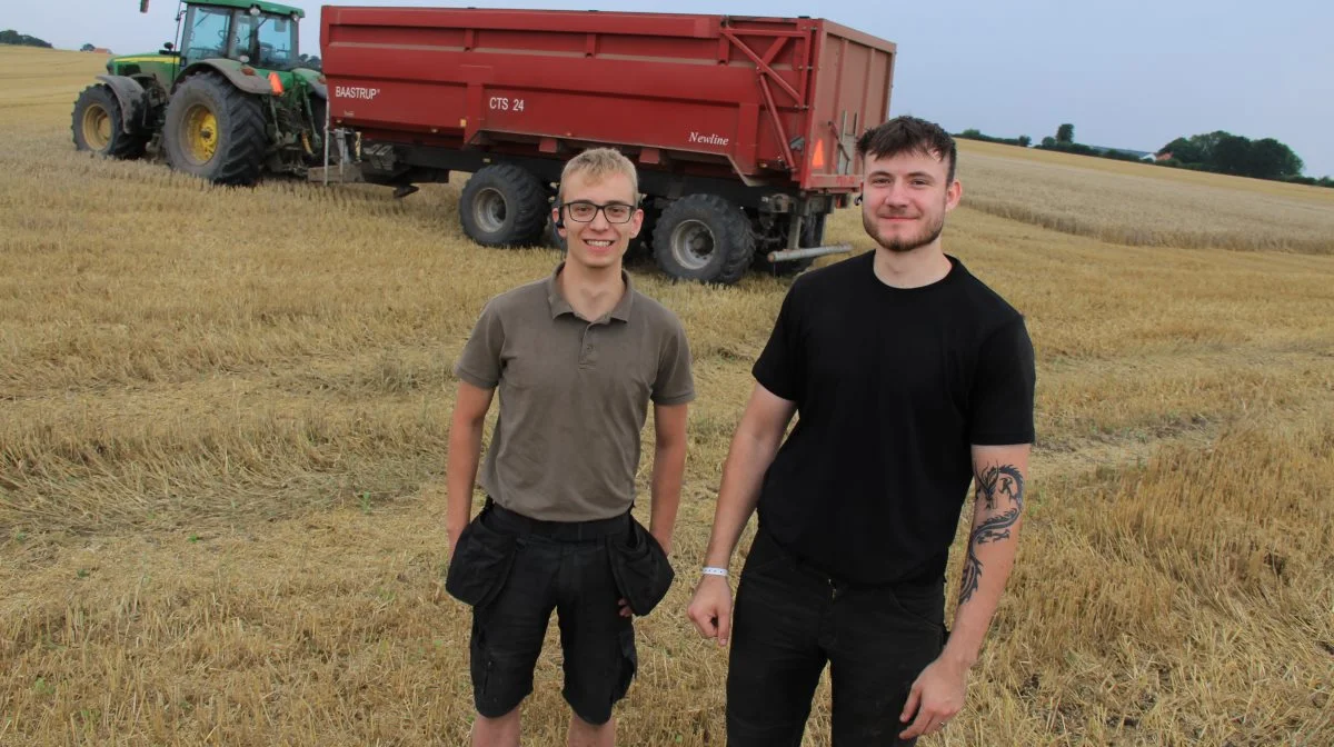 Markmanden Thomas Boysen (tv.) og landbrugseleven Christoffer Boysen havde tjansen med at køre korn fra. Al hveden bliver brugt til hønsefoder.