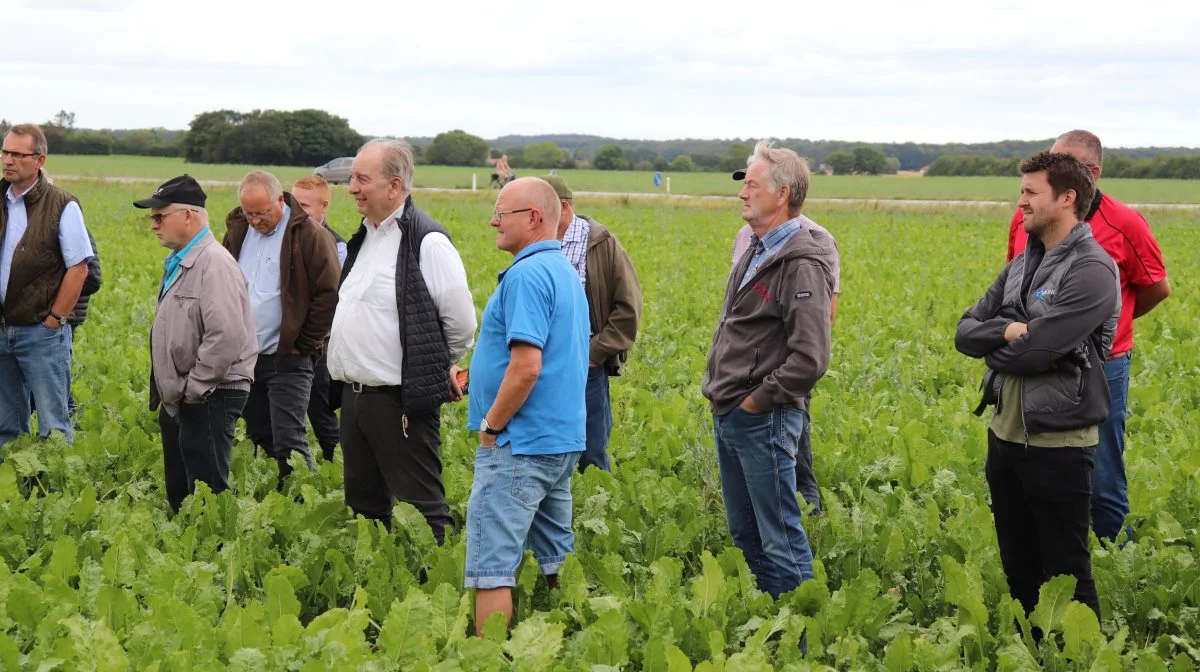 KWS inviterer i samarbejde med BASF igen i år roedyrkerne til de populære fyraftensmøder på Sjælland og Lolland-Falster. Foto: Jørgen P. Jensen
