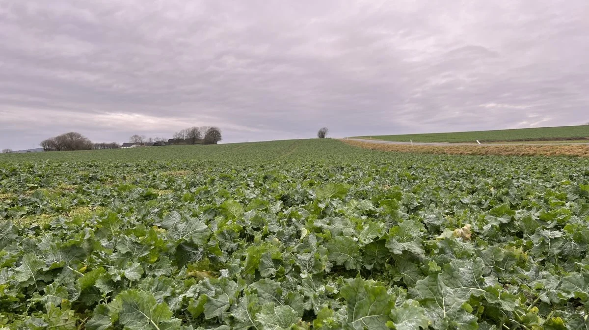 Efteråret er den mest kritiske fase for rapsen. Her skal der være fokus på snegle, rapsjordlopper, spildkorn, græsukrudt, vækstregulering og naturligvis også tokimbladet ukrudt. Foto: Kasper Stougård