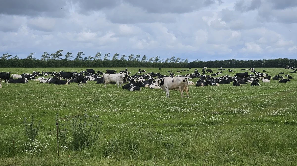 Selvom der tilsyneladende er godt med græs på marken, og der er ved at være godt gang i hvidkløveren, understreger kvægrådgiver Hans Lund fra ØkologiRådgivning Danmark, at det på ingen måde er givet, at køerne synes, at det er lækkert. Arkivfoto: Christian Carus