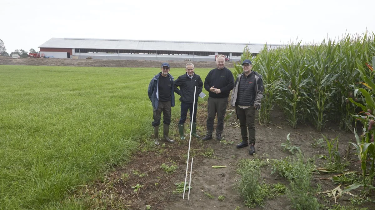 Mandag den 2. september vises demo-arealet med græsblandinger og majssorter frem på Grønnemosegaard mellem Kværndrup og Gudbjerg. Her bliver der også lejlighed til at se bedriftens nye kviestald, inden den tages i brug. Fra venstre er det tidligere planteavlskonsulent Hans Erik Larsen, som på deltidsbasis er tilknyttet bedriften, DLG-salgschef Ulrich Christiansen, mælkeproducent Henrik Terkelsen samt Velas-konsulent Kristoffer Boye Larsen. Fotos: Erik Hansen