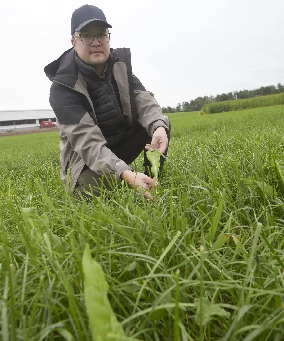 Planteavlskonsulent Kristoffer Boye Larsen viser en parcel i demo-arealet med en græsblanding, hvor cikorie og andre urter er med til at give smag og fylde i ensilagen, ikke mindst i tørre år.