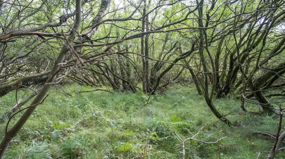 Via Naturtjekket blev Torben Sønderby gjort opmærksom på, at han ejer et værdifuldt moseområde, som fremover skal græsses til fordel for biodiversiteten.
