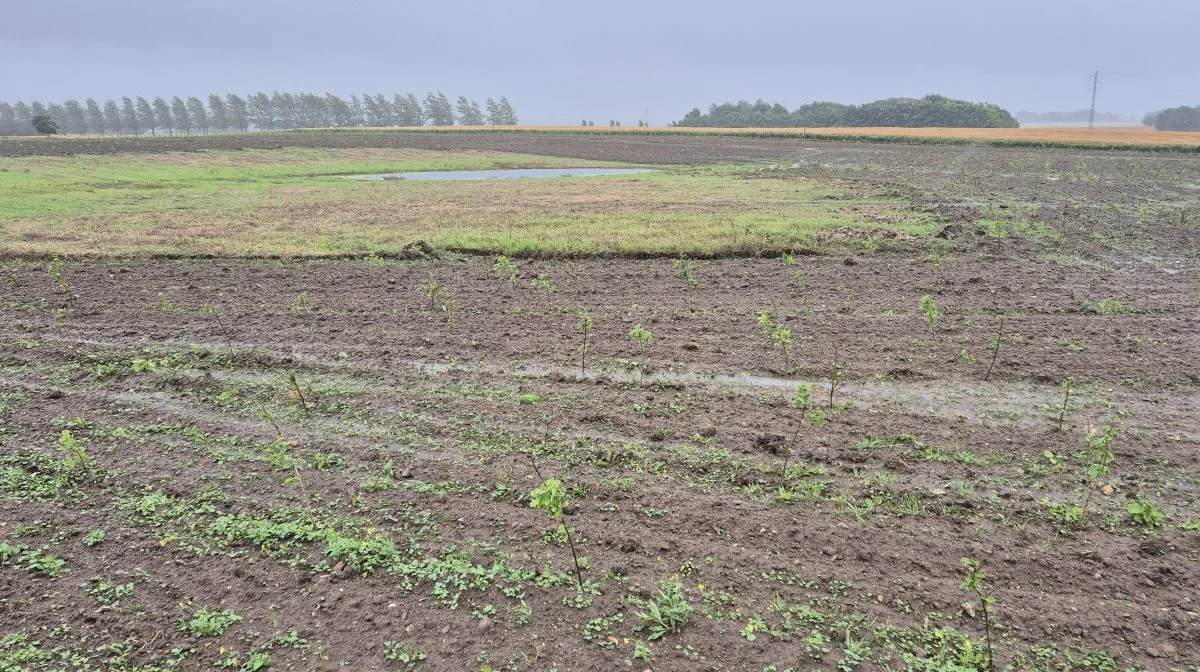 På en mark i Vestjylland er der plantet 2,5 hektar skov med støtte fra ordningen Klimatræ. I dette tilfælde bibeholdes hektarstøtten uden fredskovpålæggelse.