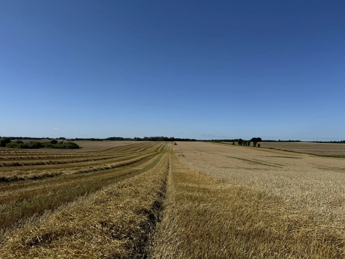 Der er omtrent en kilometer fra den ene ende af marken til den anden. Er korntanken helt tom, når mejetærskeren vender, kan det lige lade sig gøre at nå til enden, inden den er fuld igen. 