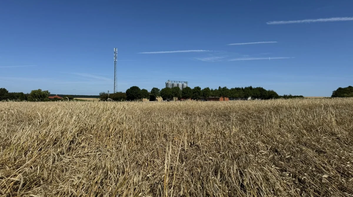 Der er ikke mange meter fra marken til siloerne, så én kornvogn kan klare opgaven i dag. 