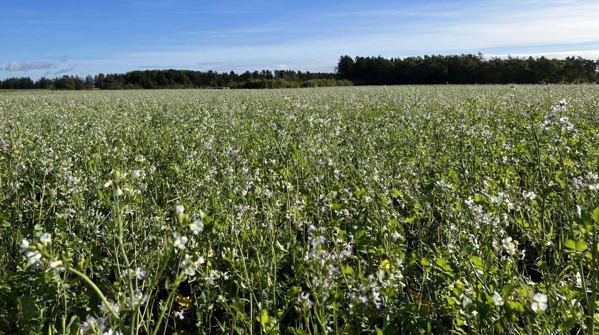 Niels Gylsen Buch fortæller, at systemet med flyvesåning for år tilbage gik lidt i glemmebogen på grund af blandede resultater (billedet viser et billede af efterafgrøder etableret på normal vis.) Arkivfoto: Kasper Stougård