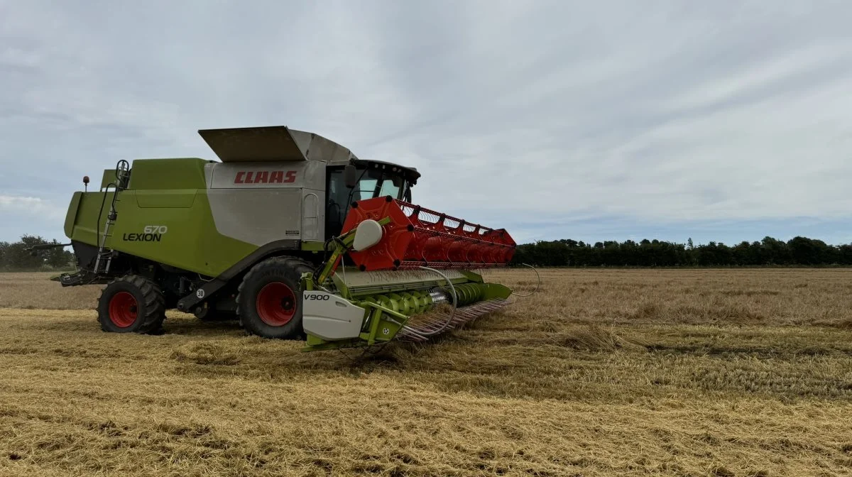 Jorden i den gamle søbund er sandet og løs. Det betyder, at byggen, der flere steder er gået i leje, har tendens til at slæbe under høsten med Agrolas Lexion 670. 