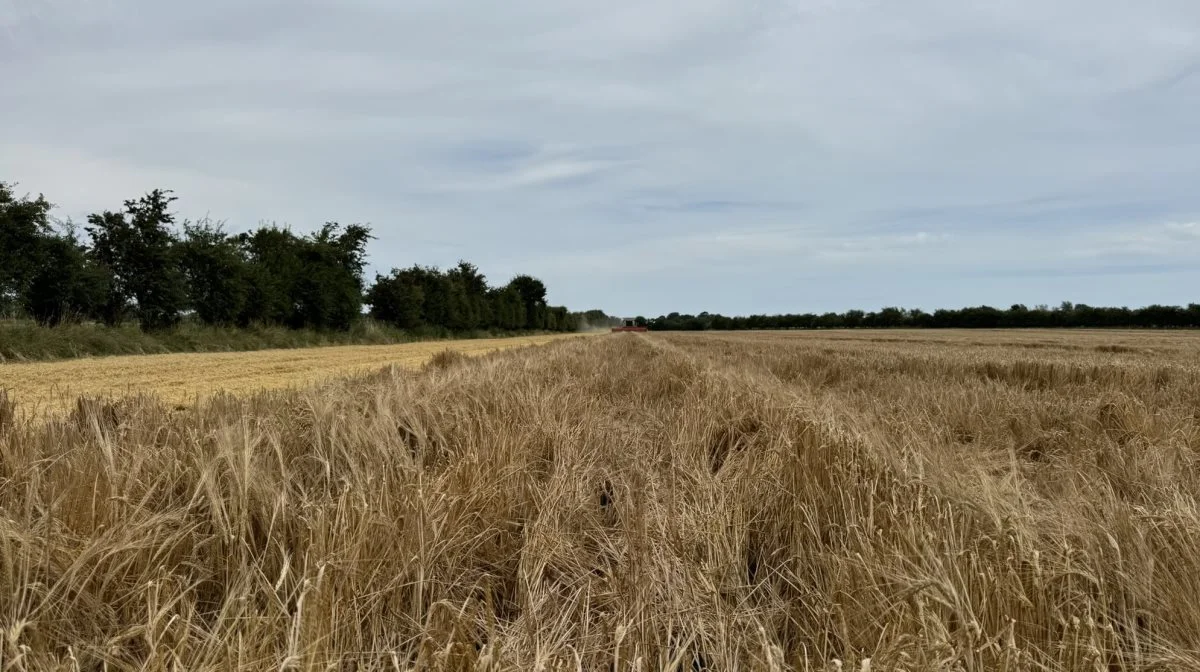 Jorden i det, der engang var Kysing Sø, er varierende, men mest af alt dyrkningssikker sammenlignet med lerjorden i det bakkede landskab, der rejser sig mod vest. 