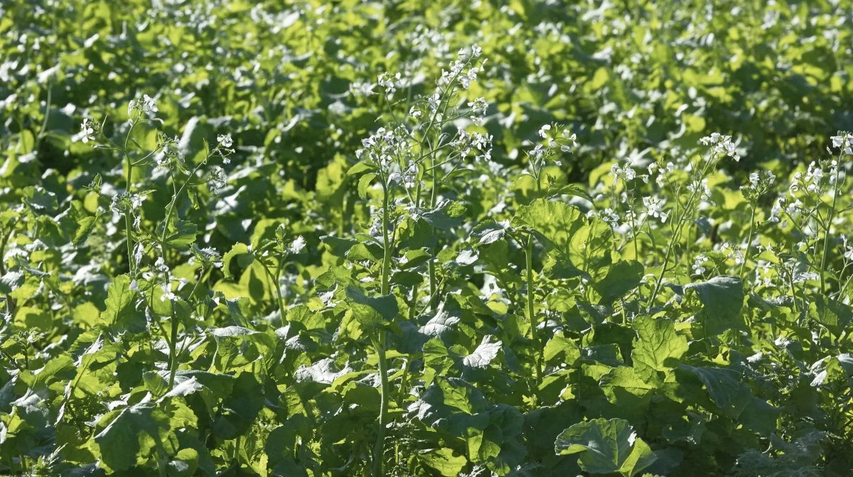 Efterafgrødeproblematikken er et af vores allerstørste fokusområder i sektoren for planteproduktion, skriver Torben Hansen. Foto: Erik Hansen