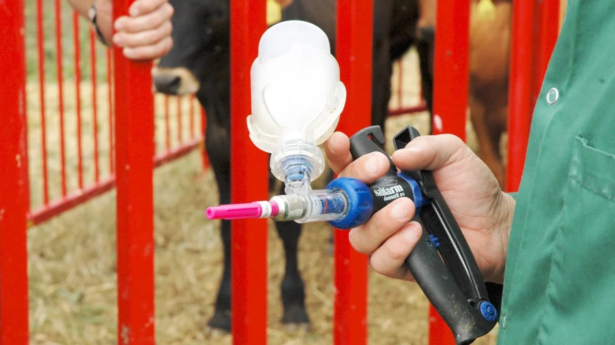 Fødevareministeriet har meldt ud, at der er vaccine mod bluetongue klar til danske får, geder og kvæg. Vaccinen på billedet er mod en tidligere type af bluetongue. Arkivfoto: Morten Ipsen