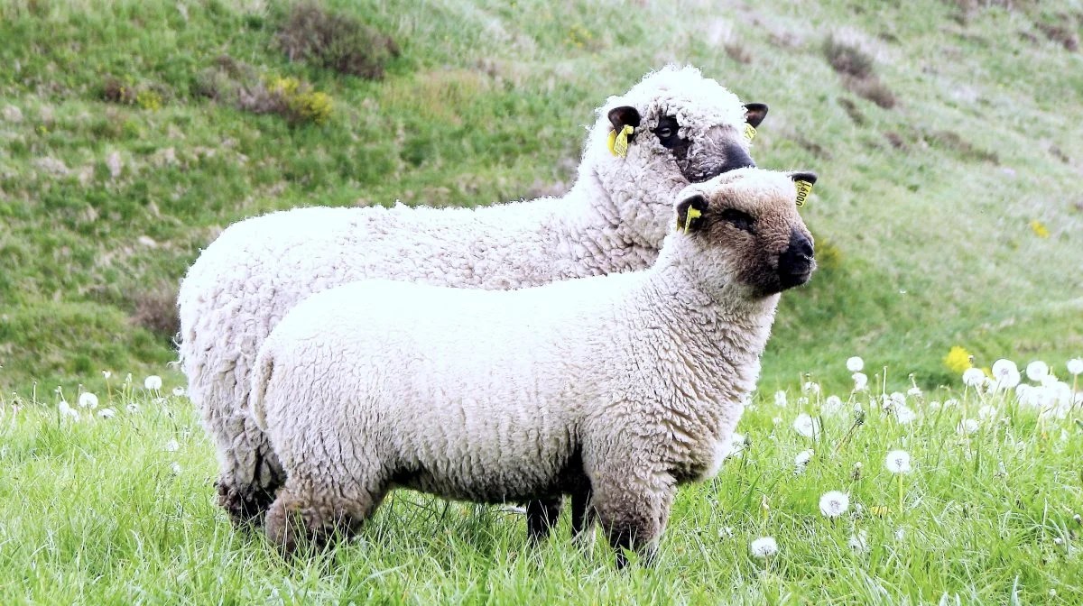 I et nyhedsbrev til dyrlægerne henstiller Fødevarestyrelsen til, at vaccinerne i første omgang gives til besætninger med får og geder samt kvæg, får og geder i naturplejeområder. Arkivfoto: Tenna Bang