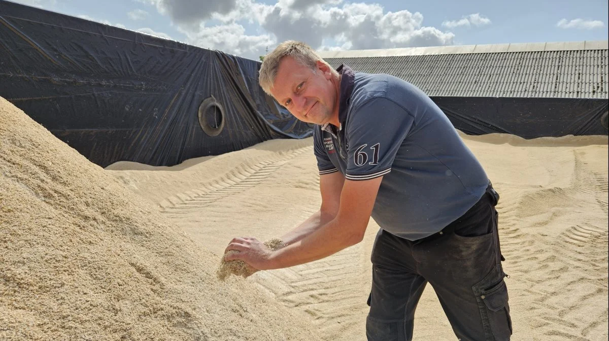 Selvom Morten Agger selv har fået høsten i hus og sikret kvaliteten ved at crimpe sit korn, er han frustreret over de rigide efterafgrødekrav. Foto: Christian Carus