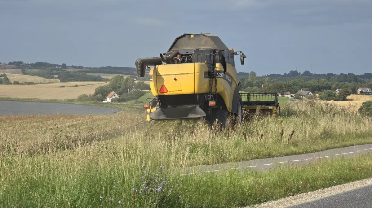 Mange steder i det jyske er både hvede, rug og vårbyg først blevet modent indenfor de seneste dage og er først høstklar i kommende uge. 