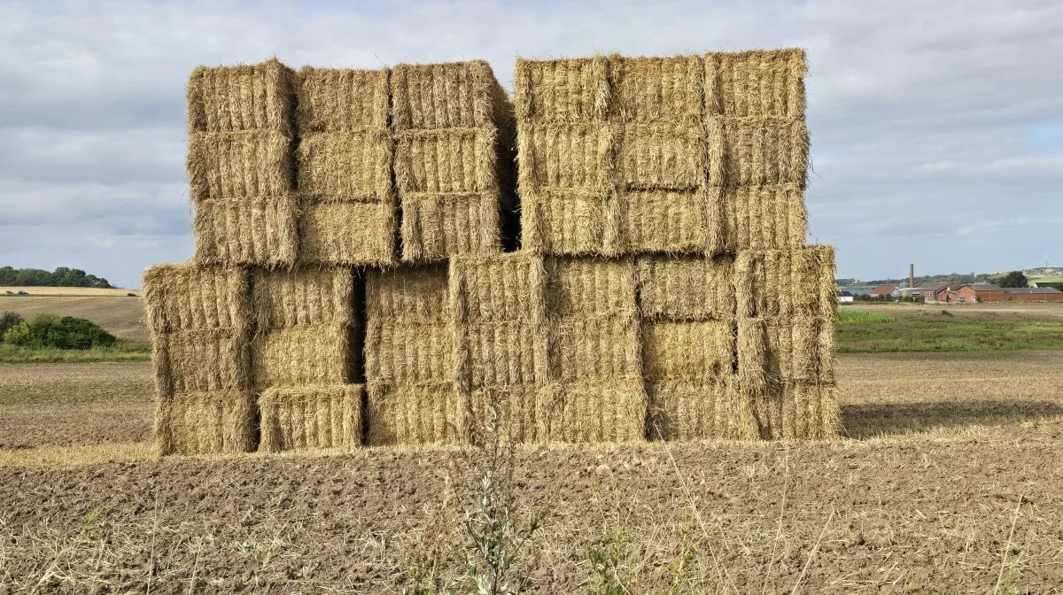 - En uges tid med gode høstdage, så vil de fleste jyske marker være færdighøstede, vurderer Heidi Munk, markedschef, Danish Agro i Galten og Auning.