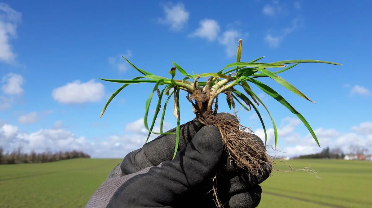 Mogens Steenholt Mogensen fremhæver, at hybridbyg er skabt til tidlig såning fordi vækstpunktet bliver nede ved jorden og dermed ikke udsættes for frostskader. Foto: Syngenta