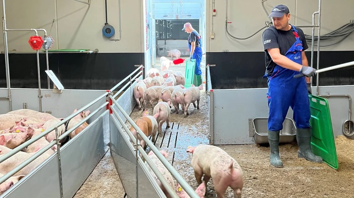 Et sted mellem 26.000 og 28.000 grise sendes hver uge fra basen på Lolland videre til primært Polen. Foto: Jesper Hallgren 