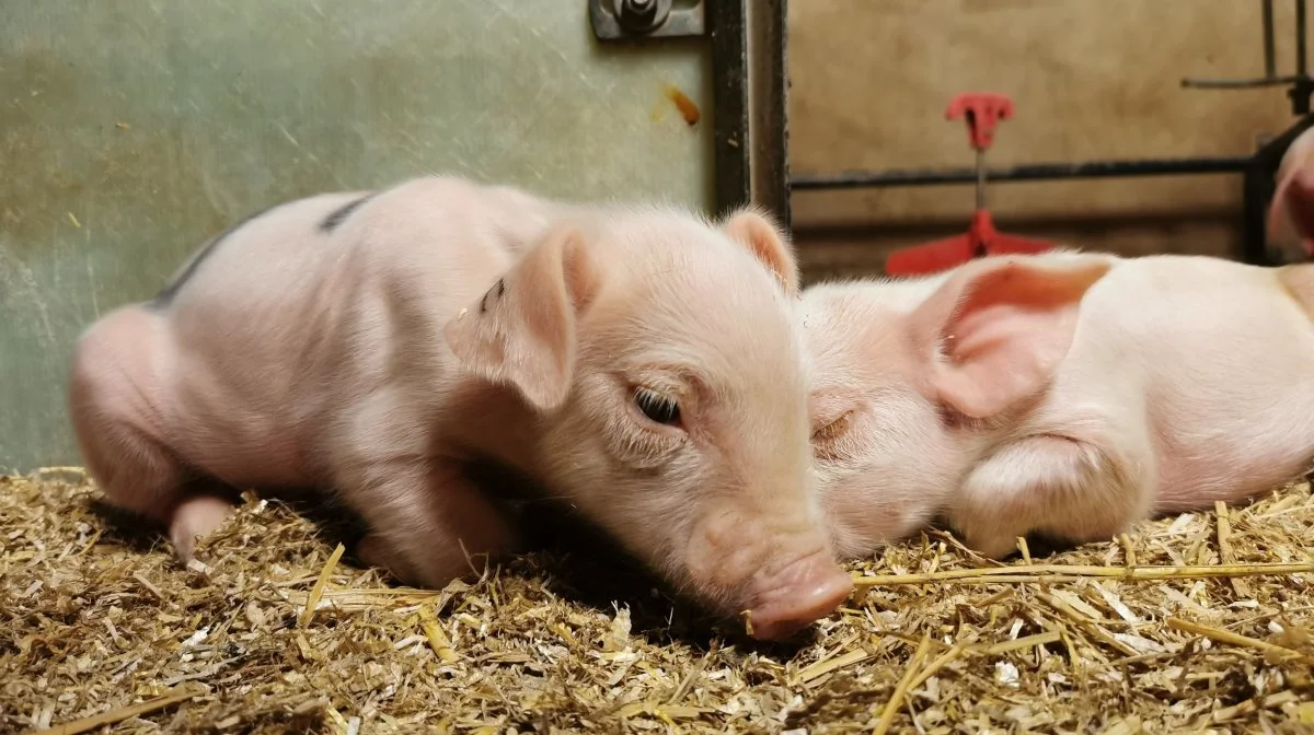 Grise viser ikke kun tegn på smerte under lokalbedøvelse og kastration, men også bagefter. Det viser de blandt andet ved, at de kryber sammen, »hudling«, hvor de ligger på bugen og trækker benene op under sig som her på billedet. Det fortæller postdoc Mathilde Coutant, AU Viborg, Foulum, som har taget billedet. 