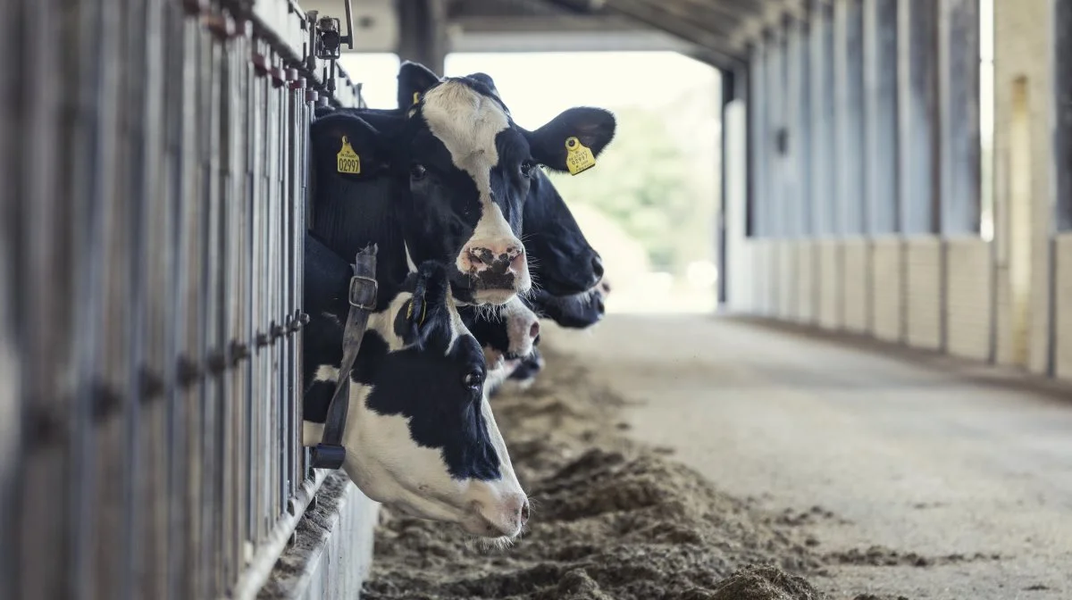 Seges Innovation har udbygget registreringsværktøjerne EasyCow og DMS med nye funktioner, som gør det let at registrere vaccination i forbindelse med sygdommen bluetongue. Foto: Seges Innovation